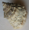 /products/tectarius-padmiae-dekkers-ngh-2021-new-specimen/